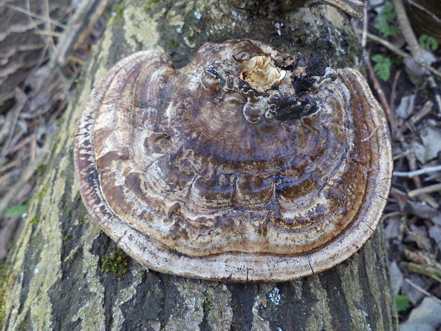 sieťkovček červenkastý Daedaleopsis confragosa (Bolton) J. Schröt.