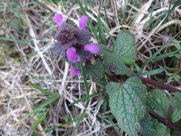 hluchavka purpurová Lamium purpureum L.