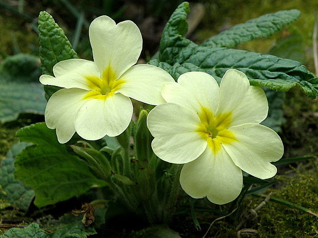 prvosienka bezbyľová Primula acaulis (L.) L.