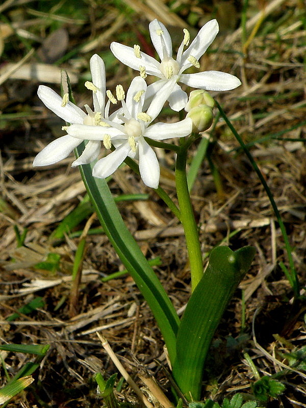 scila viedenská - albín  Scilla vindobonensis Speta