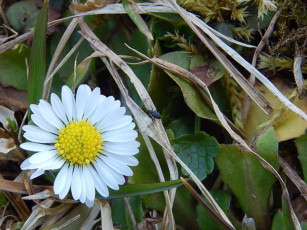 sedmokráska obyčajná Bellis perennis L.