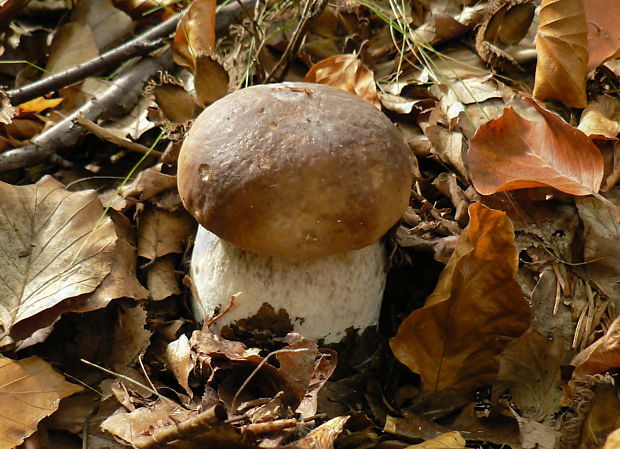 hríb smrekový Boletus edulis Bull.