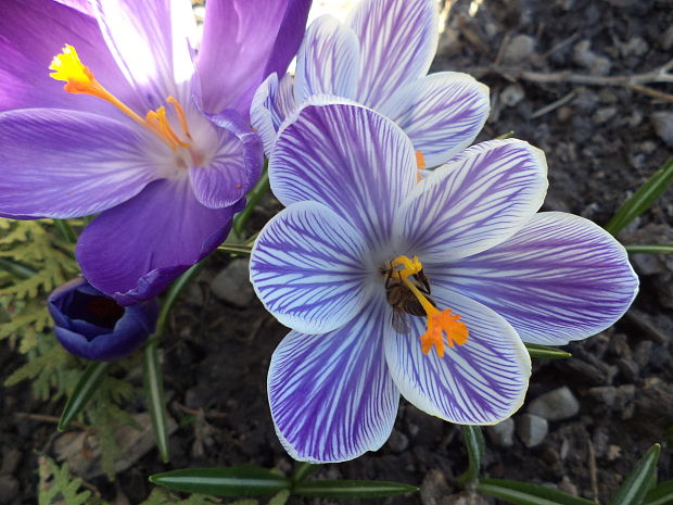 šafran Crocus sp.