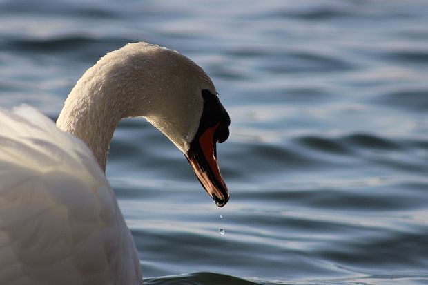 labuť hrbozobá Cygnus olor