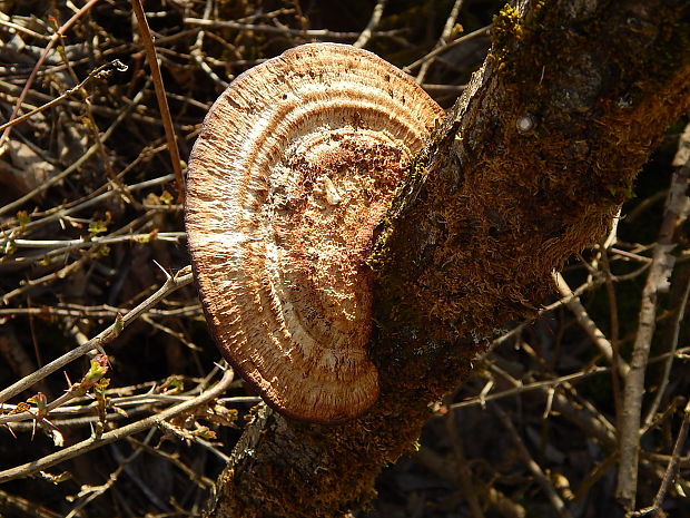 sieťkovček červenkastý Daedaleopsis confragosa (Bolton) J. Schröt.