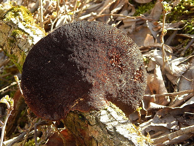 sieťkovček červenkastý Daedaleopsis confragosa (Bolton) J. Schröt.