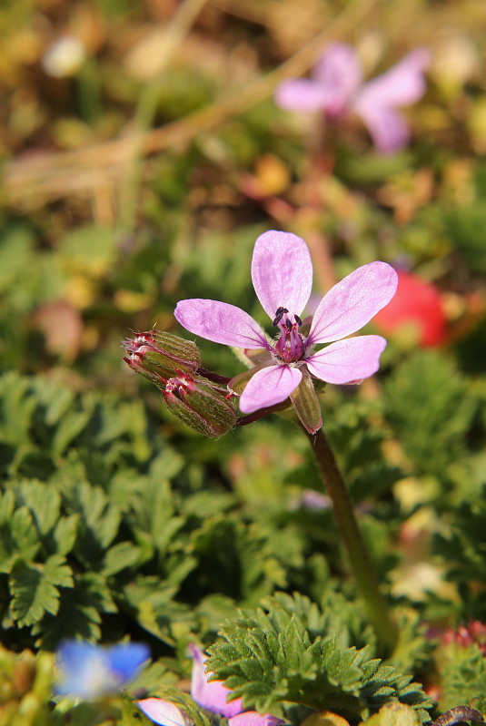 bociannik rozpukovitý Erodium cicutarium (L.) L