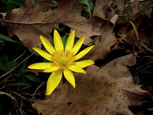 blyskáč  Ficaria sp.