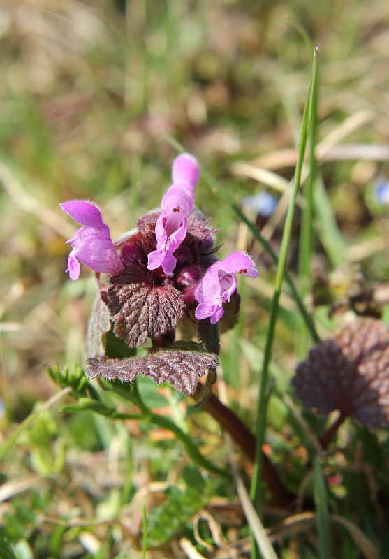 hluchavka purpurová Lamium purpureum L.