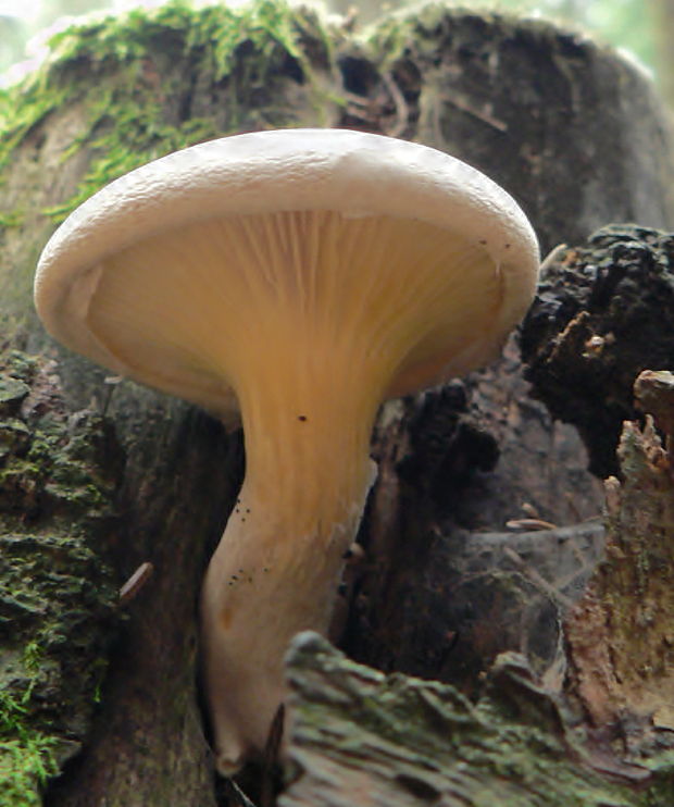 hliva dubová Pleurotus dryinus (Pers.) P. Kumm.