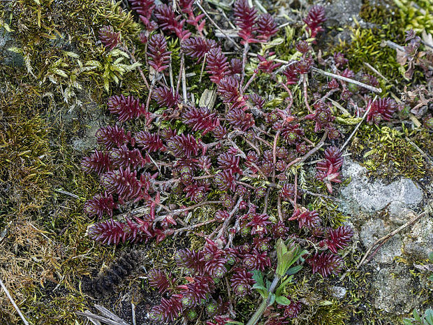 rozchodník šesťradový Sedum sexangulare L.