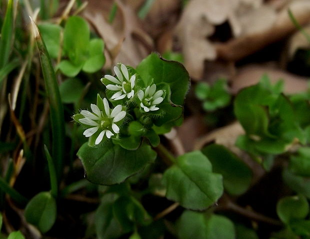 hviezdica prostredná Stellaria media (L.) Vill.