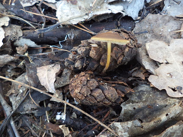 peniazočka huzevnata Strobilurus esculentus (Wulfen) Singer