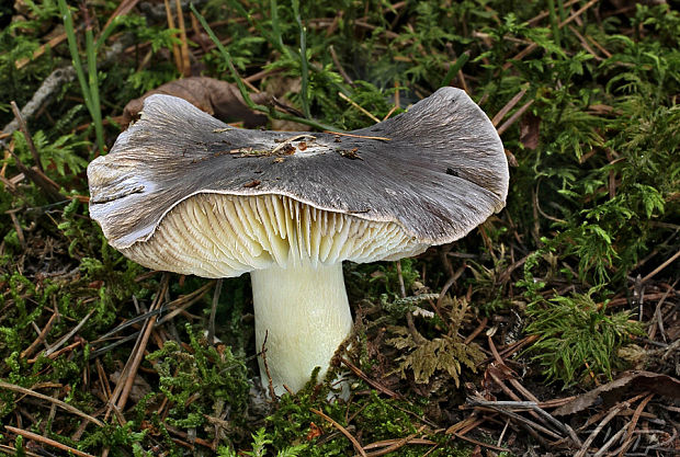 čírovka sivá Tricholoma portentosum (Fr.) Quél.