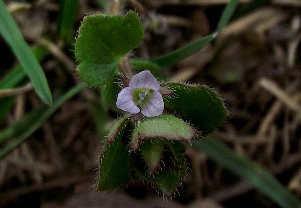 veronika laločnatá Veronica sublobata M. A. Fisch.