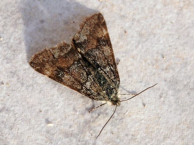 marcovka rakytová ♂ Archiearis notha