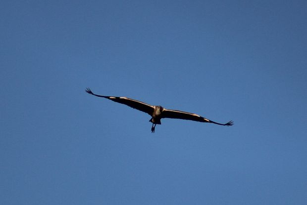 volavka popolavá Ardea cinerea