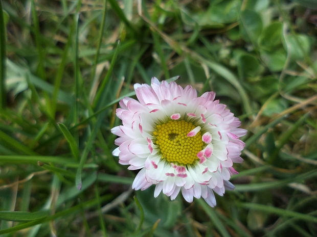 sedmokráska obyčajná Bellis perennis L.