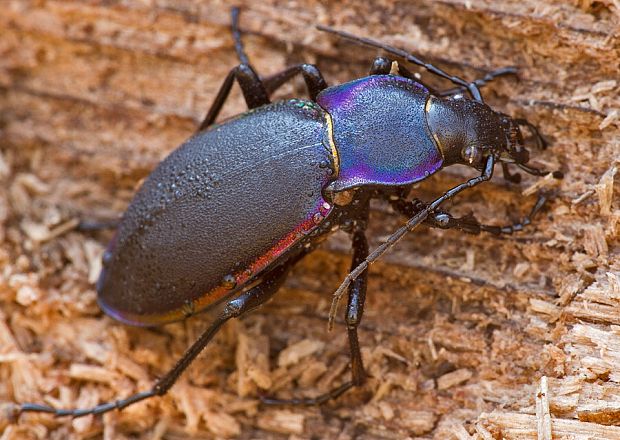 bystruška fialová Carabus violaceus