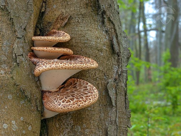 trúdnik šupinatý Cerioporus squamosus (Huds.) Quél.