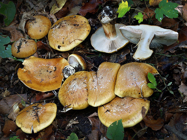 pavučinovec oparový Cortinarius parherpeticus Rob. Henry