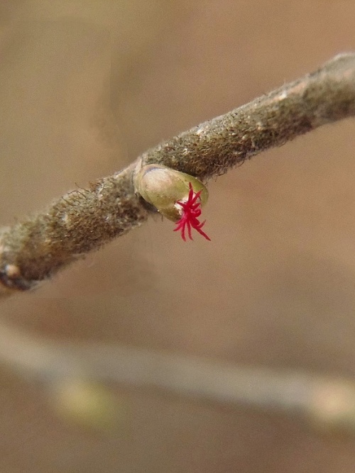 lieska obyčajná Corylus avellana L.