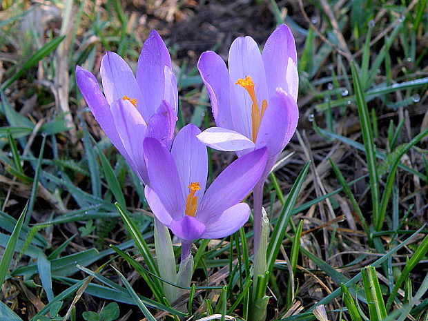 šafran spišský Crocus discolor G. Reuss