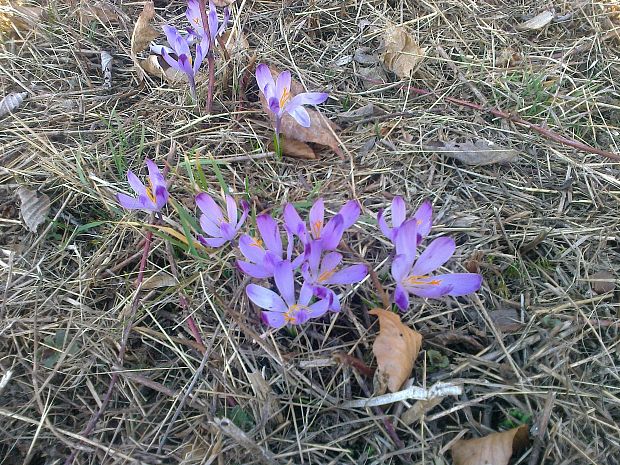 šafran Crocus sp.