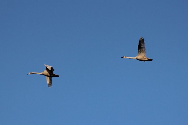 labuť hrbozobá Cygnus olor