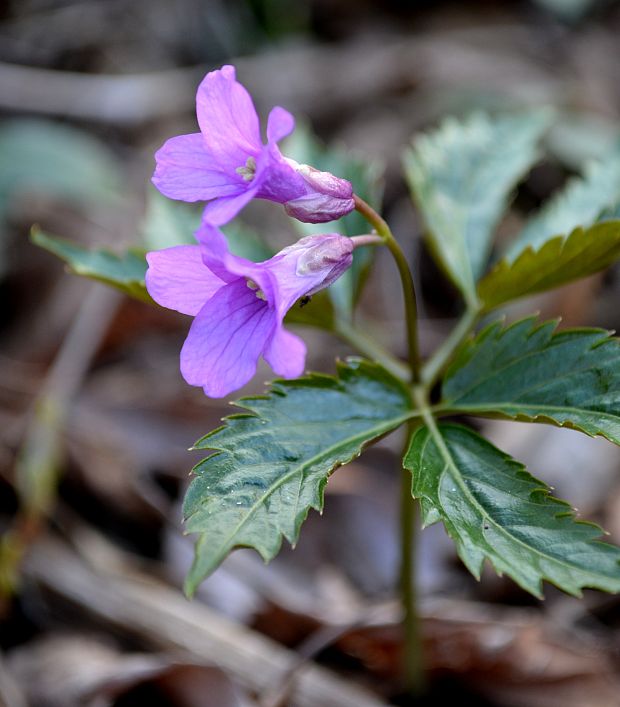 zubačka žliazkatá Dentaria glandulosa Waldst. et Kit. ex Willd.