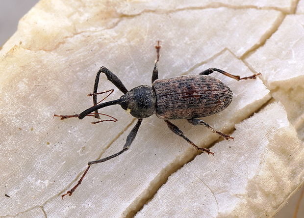 Dorytomus longimanus