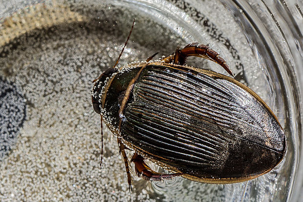 potápnik Dytiscus marginalis