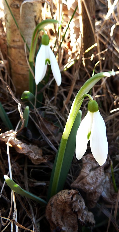 snežienka jarná Galanthus nivalis L.