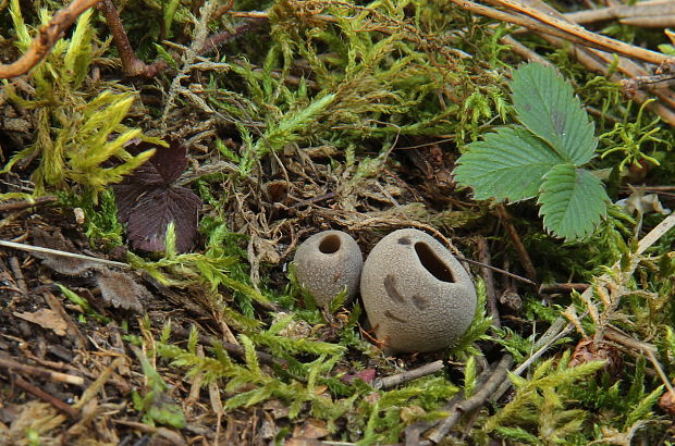 chriapač sosnový Helvella leucomelaena (Pers.) Nannf.