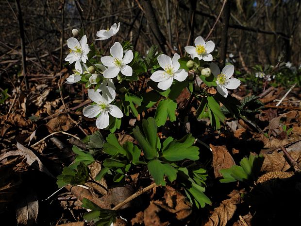 veterník žltuškovitý Isopyrum thalictroides L.