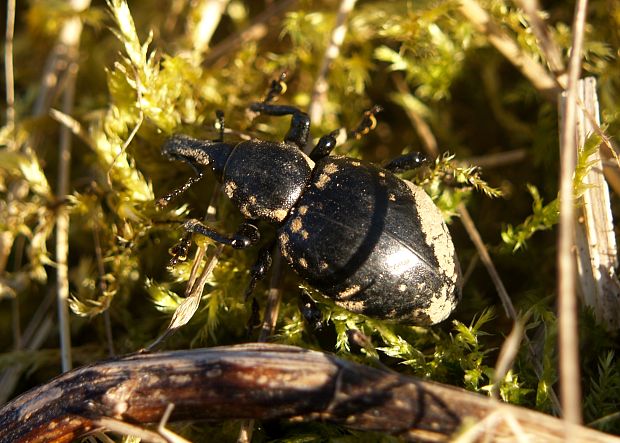 tvrdoň špinavý Liparus glabrirostris