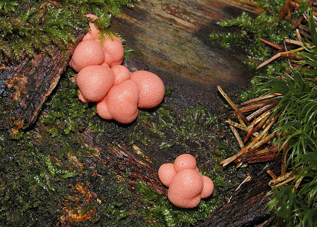 vlčinka červená Lycogala epidendrum (J.C. Buxb. ex L.) Fr.