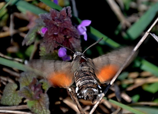 lišaj marinkový Macroglossum stellatarum