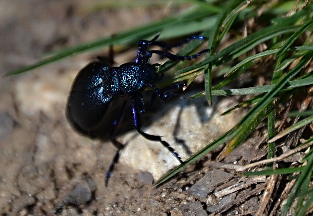 majka fialová Meloe violaceus