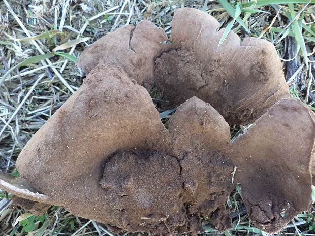 škárka kožovitá Mycenastrum corium (Guers.) Desv.