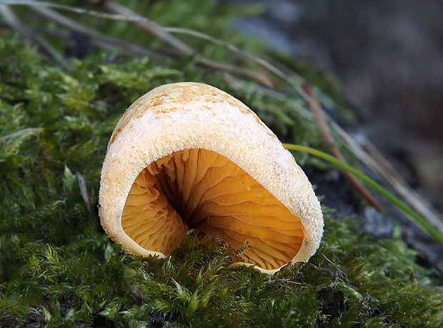 hlivník hniezdovitý Phyllotopsis nidulans (Pers.) Singer