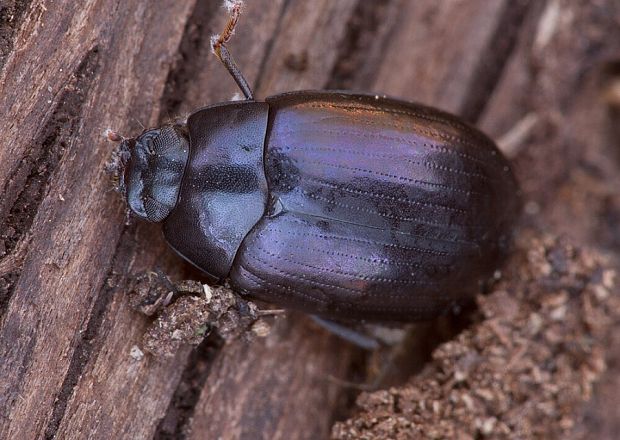 . Platydema violaceum