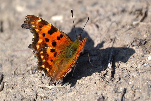 babôčka zubatokrídla Polygonia c-album