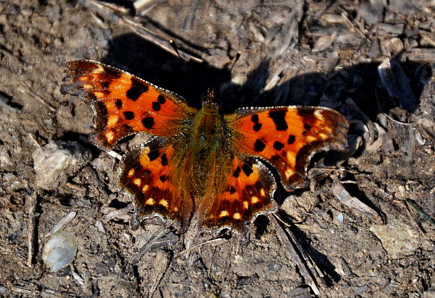 babôčka zubatokrídla Polygonia c-album