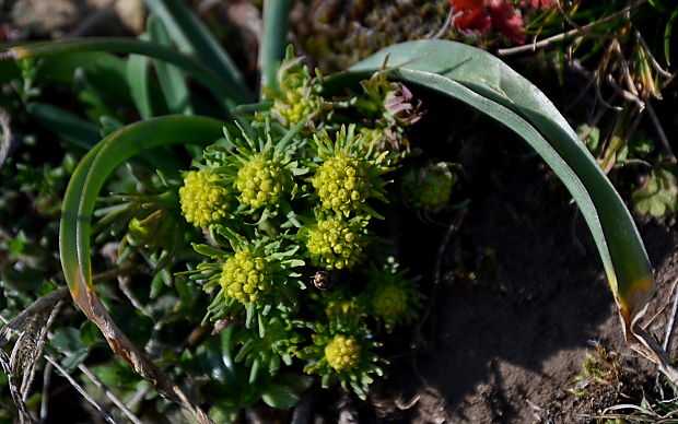 mliečnik chvojkový Tithymalus cyparissias (L.) Scop.