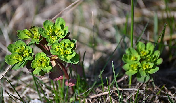 mliečnik kolovratcový Tithymalus helioscopia (L.) Scop.