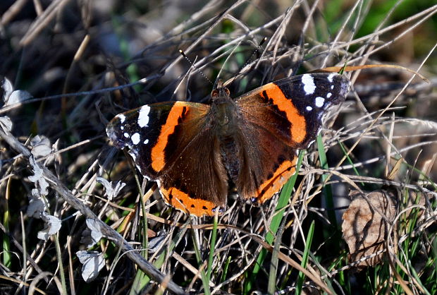 babôčka admirálska Vanessa atalanta