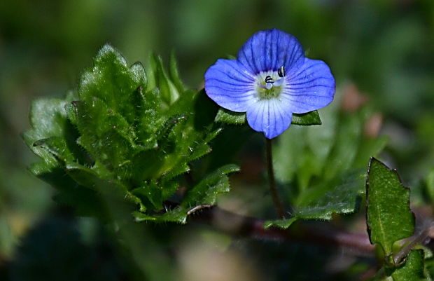 veronika perzská Veronica persica Poir.