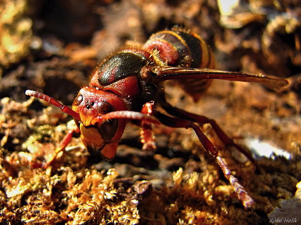 sršeň obyčajný Vespa crabro