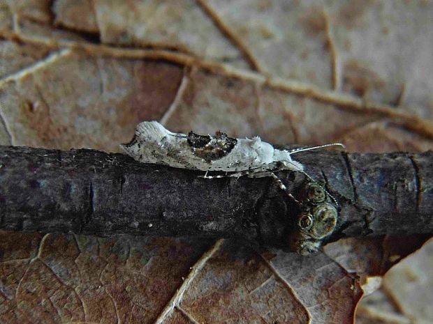 molička jabloňová Ypsolopha asperella Linnaeus, 1761